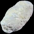 Fish Coprolite (Fossil Poo) - Kansas #49345-2